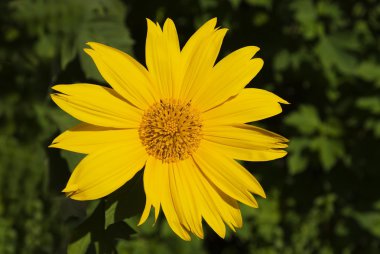 Sarı Meksika ayçiçeği