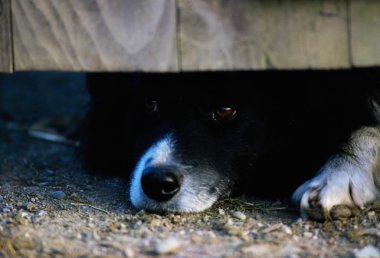 köpek çit altında bakmak