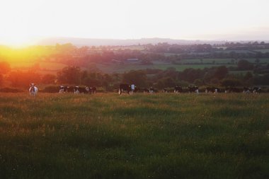 Friesian Cattle, Near Croaghaun Mountain, Co Waterford, Ireland clipart