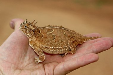 texas boynuzlu kertenkele, bir avuç içinde phrynosoma cornutum