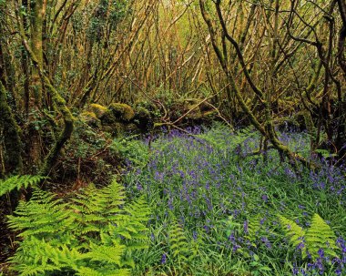 Ela çalılık ve bluebells İrlanda