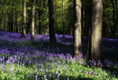 Glens antrim, bluebell wood, orman portglenone, İngiltere