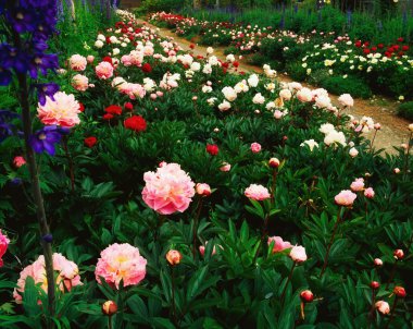 paeonies ve Bahçe yol boyunca delphiniums
