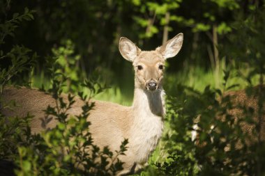 Deer In The Bush clipart