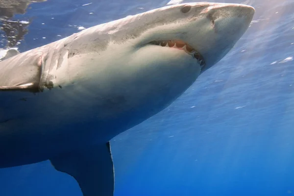 Gran tiburón blanco — Foto de Stock