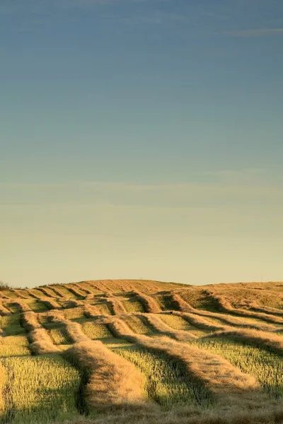 Bondens fält med himlen, alberta, Kanada — Stockfoto