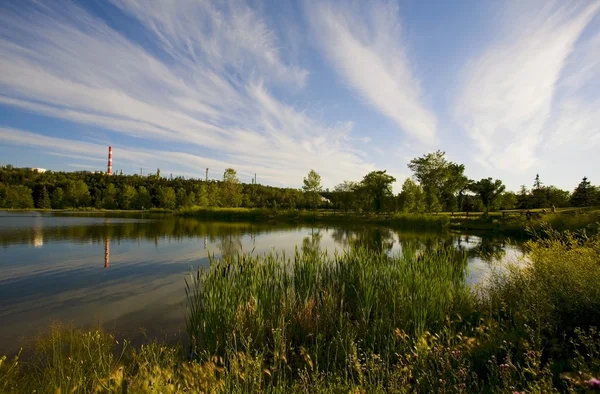 Moerassen — Stockfoto