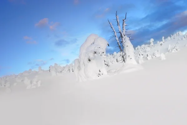 Snöiga landskap med träd stubbar täcks av snö — Stockfoto