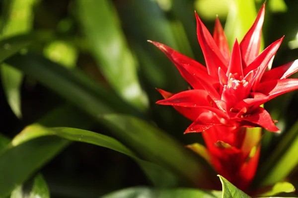 Flor roja en flor — Foto de Stock