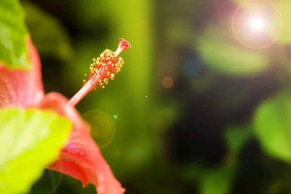 Ayrıntı çiçek ile ercik — Stok fotoğraf