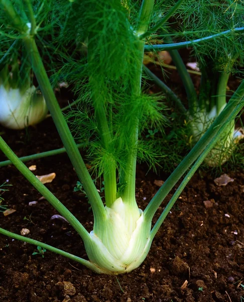 Vegetables, Florence Fennel — Stock Photo, Image