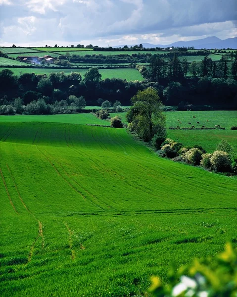 Farmscape, Ireland — Stock Photo, Image