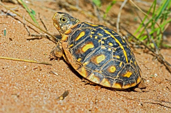 Juvenil süslü kutu turtle keyfini bir kanyon, garza county, Teksas, ABD — Stok fotoğraf