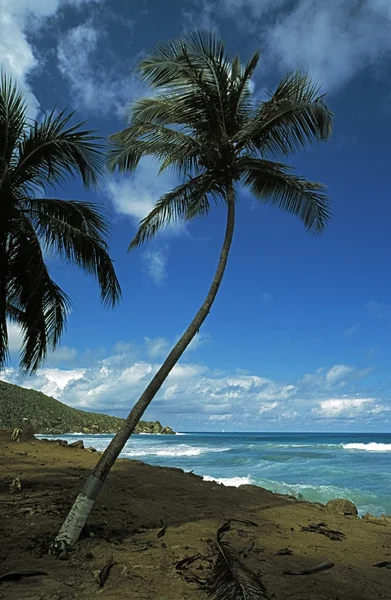 Palmiye ağacı, Karayipler — Stok fotoğraf