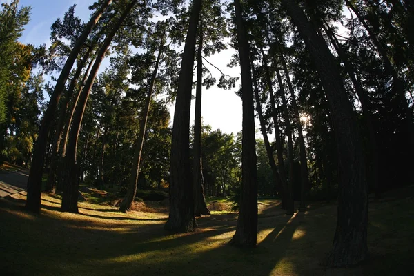 Torenhoge cederbomen in beacon hill park — Stockfoto