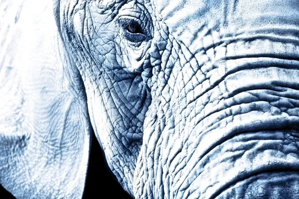 Close Up Of An Elephant's Face — Stock Photo, Image