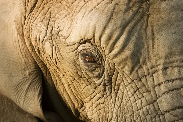 Elephant's Face — Stock Photo, Image