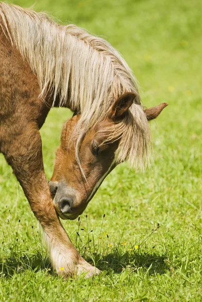 Paard likken zijn been — Stockfoto