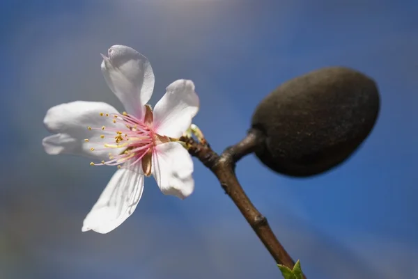 Closeup Of An Almond Flower — Stock Photo, Image