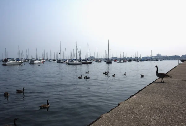 Båtar förtöjd i hamnen, chicago, illinois, usa — Stockfoto