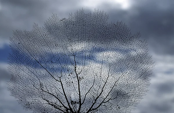 Silueta de árbol ramificado — Foto de Stock