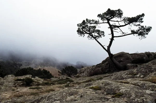 Silhouette di albero nella nebbia — Foto Stock