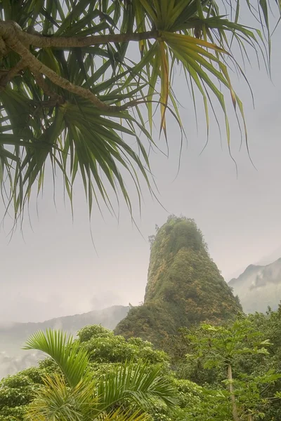 Vista de la aguja de Iao a través de palmeras, Maui, Hawaii, EE.UU. — Foto de Stock