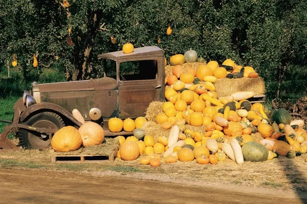 Esposizione di raccolto zucca, gourd e zucca — Foto Stock