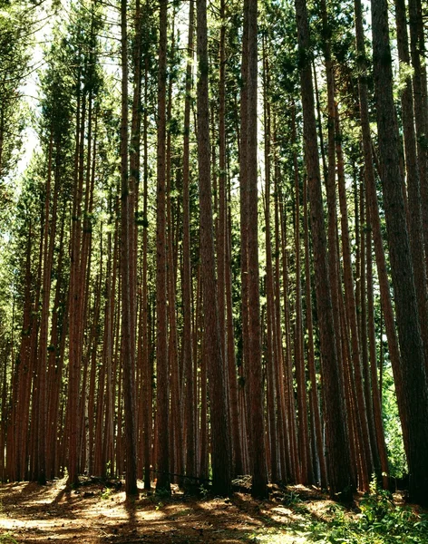 Високі дерева в лісі — стокове фото