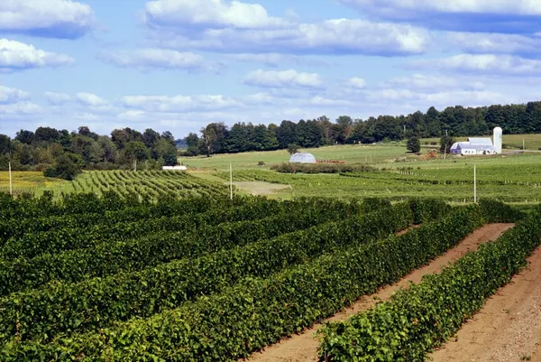 Vineyard — Stock Photo, Image