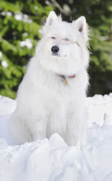 Белая собака сидит в снегу — стоковое фото