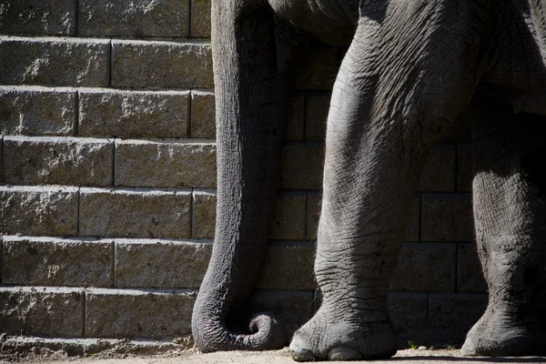Tronco de elefante e pernas — Fotografia de Stock