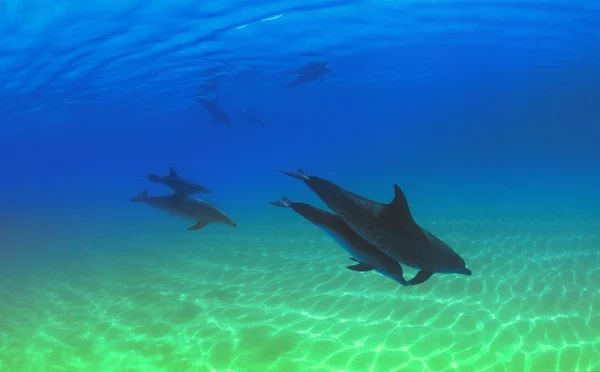 大西洋斑点海豚 — 图库照片