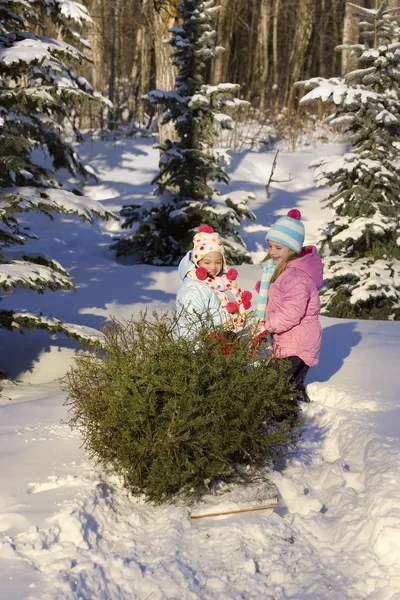 Niños tirando de un árbol — Foto de Stock