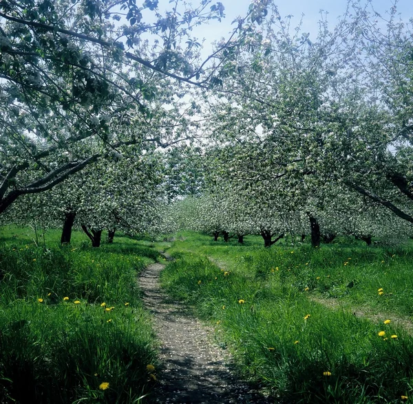 Çiçekte Elma Ağaçları — Stok fotoğraf