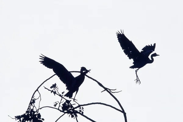 Garzas en vuelo — Foto de Stock