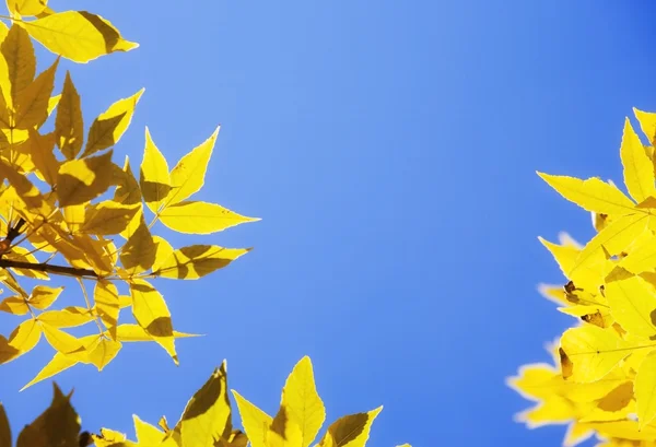 Foglie di albero giallo — Foto Stock