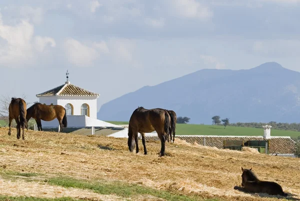 Pâturage des chevaux andalous — Photo