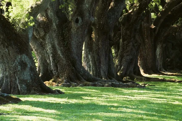 Row Of Oak Trees — Stock Photo, Image