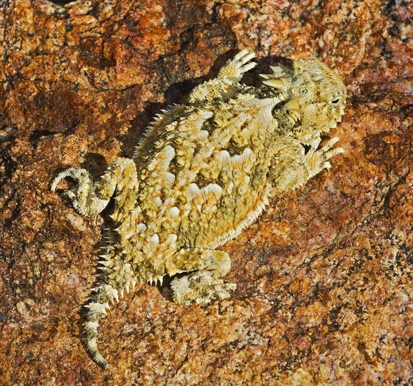 Een jonge woestijn horned hagedis — Stockfoto