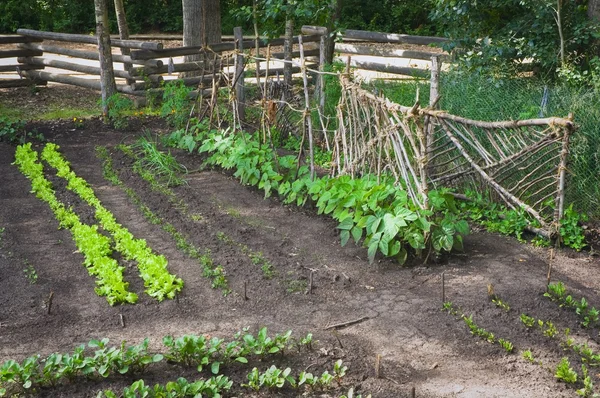 Ogród warzywny w fort edmonton, alberta — Zdjęcie stockowe