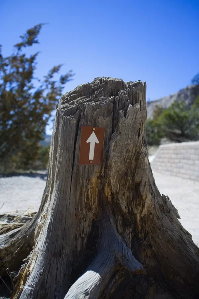 Flèche sur la souche d'arbre pointant vers le haut — Photo