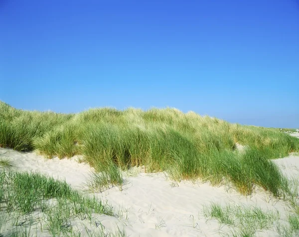 Grasses, Sand Dunes, Dollymount Strand, Dublin Bay, Ireland — Stock Photo, Image
