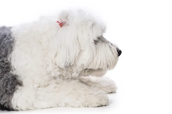 Sheepdog On White Background — Stock Photo, Image