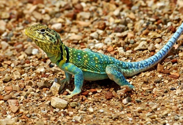 An Eastern Collared Lizard, Crotaphytus Collaris, Basking On A Road — Stock Photo, Image
