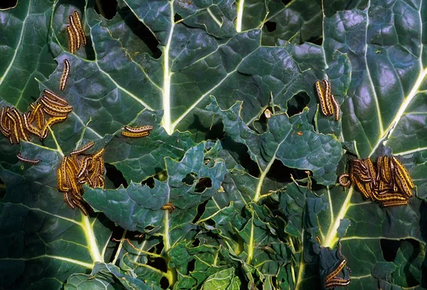 Borboleta de repolho — Fotografia de Stock