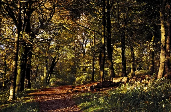 Wald im Peak District Nationalpark, Derbyshire, England, Europa — Stockfoto