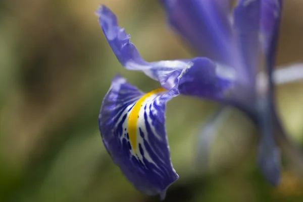 Flor selvagem — Fotografia de Stock