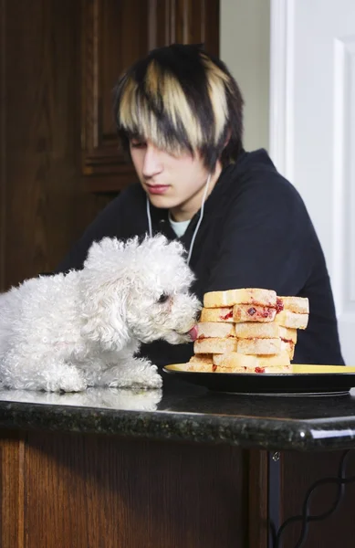 Adolescente escuchando música mientras su perro está en el mostrador comiendo sándwiches — Foto de Stock