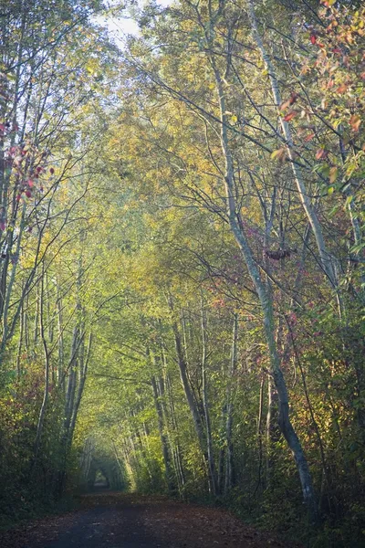 Sonbahar yolu — Stok fotoğraf